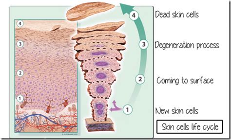 What Is A Skin Cycle Medifine Skin Clinic