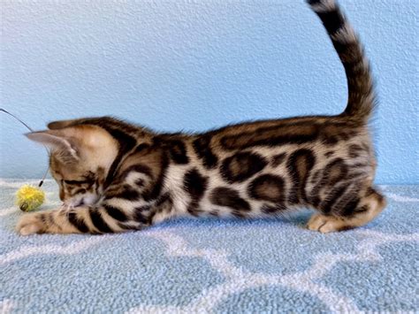 Bengal Cat Hypoallergenic Cats For Sale Near Me