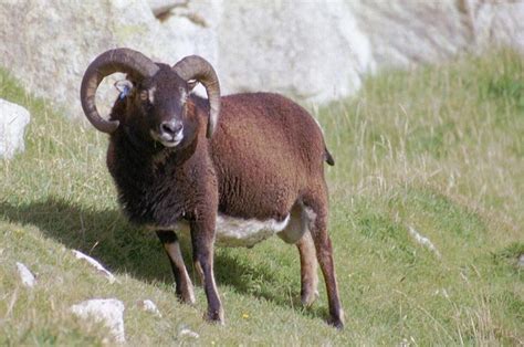 Soay Sheep Clover Creek Ranch Clover Creek Ranch