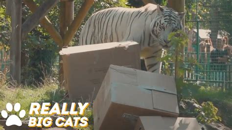White Tiger Loves Cardboard Boxes Youtube