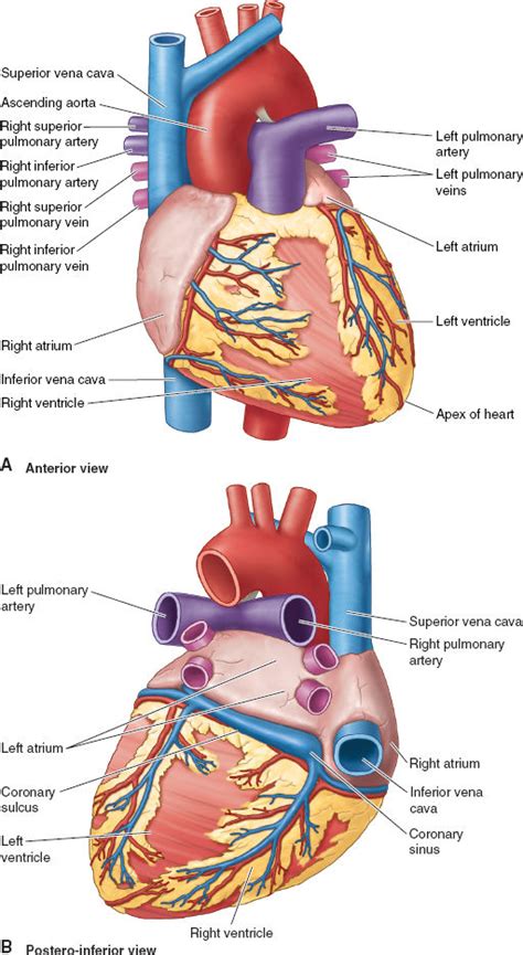 Posterior View Of Heart Unlabeled Alila Medical Media Coronary