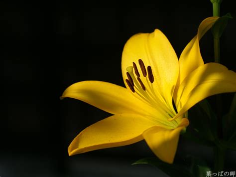 Yellow Lily Flower Wallpaper 1024x768 32599
