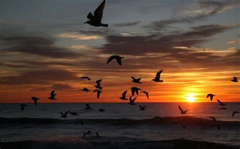 Apus De Soare Mare Ocean Siluete De Păsări Peisaj Tapet Fundal