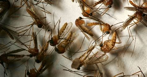 West Nile Virus Infected Mosquitoes Near Burning Man