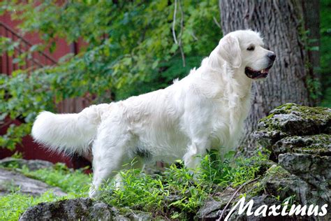 All of the them were female. Puppies for sale - English Cream Golden Retriever, English ...