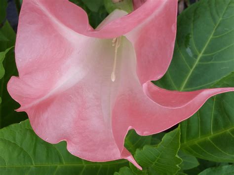 Brugmansia Butterfly Pink Angels Trumpet Live Tropical Plant Coral Pink