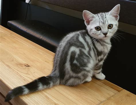 Silver Tabby Shorthair Kittens For Sale Tabitomo