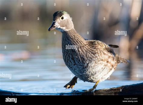 Female Wood Duck Stock Photo Alamy