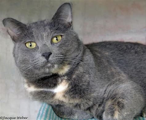 Learn more about animal house cat rescue and adoption center in st. Adopt Stella on | Grey tortoiseshell cat, Grey cats, Pets