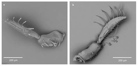 Insects Free Full Text Morphology Of The Antennal Sensilla Of Notonectoidea And Comparison