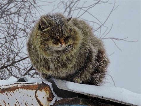 Fluffy Siberian Cats Overtake Couples Farm Turn It Into Snowy