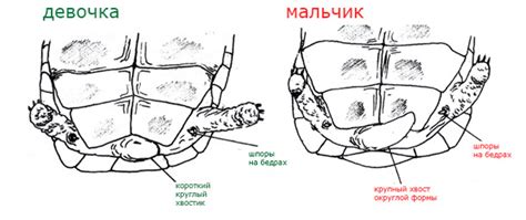 Как выглядит член черепахи Зоо мир