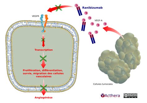 Ranibizumab Lucentis® Bioréférent Acthera
