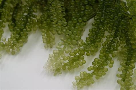 Green Caviar Sea Grapes Seaweed Caulerpa Lentillifera Stock Image
