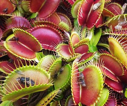 We did not find results for: Carnivorous Plants Light Cube - KiddingAll.com