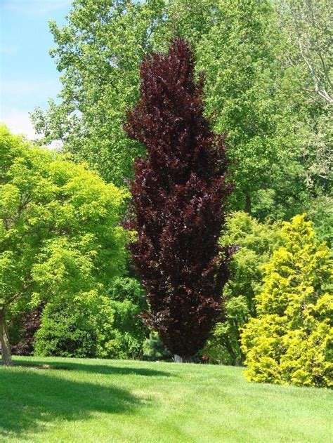 Fagus Sylvatica Dawyck Purple Upright Purple European Beech Leafland Wholesale Tree