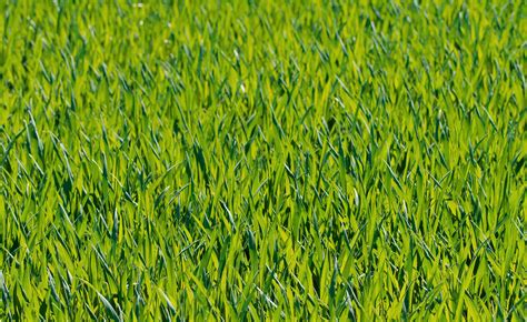 Free Images Nature Plant Lawn Meadow Barley Wheat Prairie