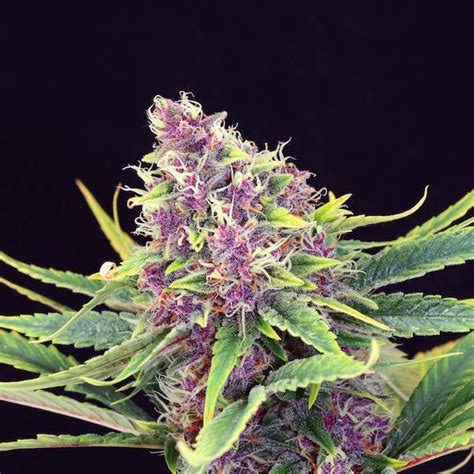 Purple Kush Bud Pictures Img Primrose