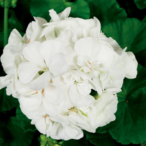 Americana White Zonal Geranium Pelargonium Zonale Proven Winners