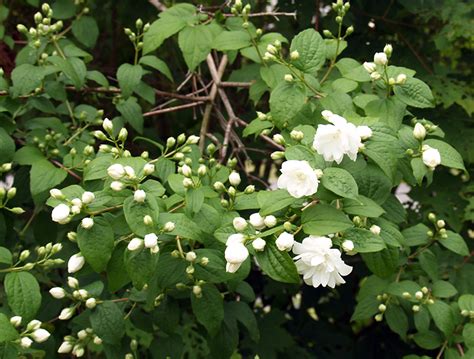 Flower Growing Zones Fragrant White Flower Bush