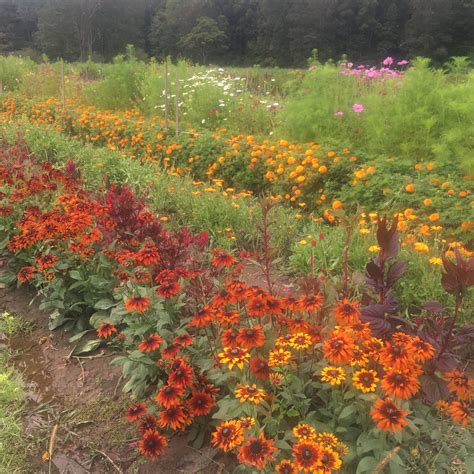 Wasps do have enemies probably things like bees,hornets,and/or spiders. Organic Cut Flowers - Willow Wisp Organic Farm