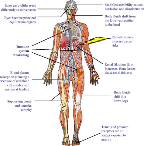 human body systems and functions