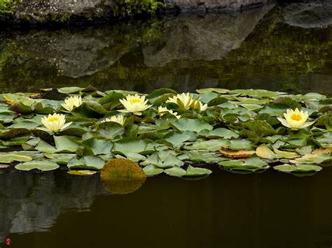 From The Garden Of Zen Water Lily Flowers In Kaizo Ji