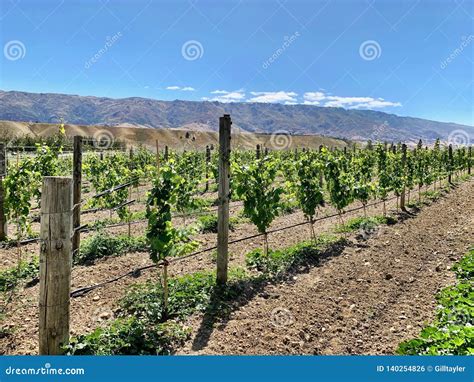 Rows At A Vineyard On Sunny Day Stock Photo Image Of Sunny Vineyard