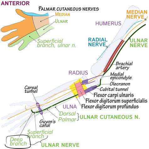 Ulnar Nerve Course Branches Distribution Anatomy Of Ulnar Nerve