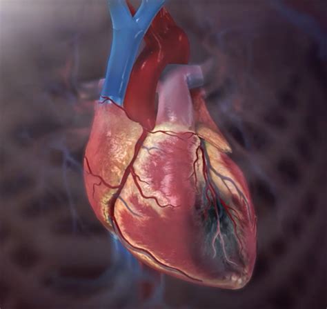 Serious As A Heart Attack 7 Facts About Cardiovascular Disease