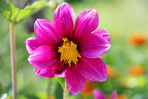 Free Photo Flower Nature Spring Free Image On Pixabay 769784