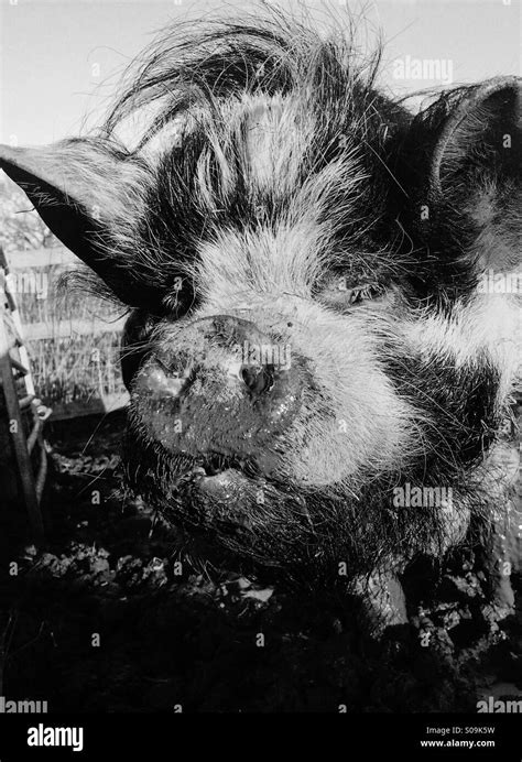 Haarige schweine Fotos und Bildmaterial in hoher Auflösung Alamy