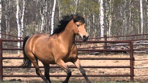 2,403 likes · 7 talking about this · 121 were here. Buckskin Horse - YouTube