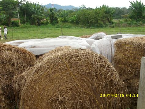 Cara membuat pupuk kompos dari jerami padi | manfaat jerami padi untuk tanaman pembuatan pupuk kompos dari daun. Cendawan Jerami