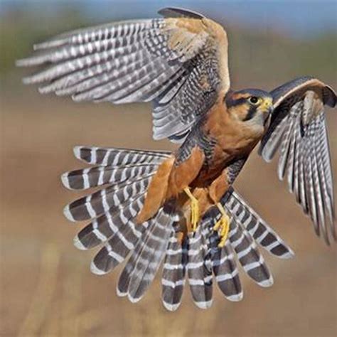 Where Are Aplomado Falcons Found Diy Seattle