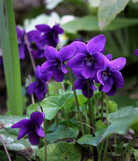 Pin By Iwona Kolt On Lato Deko Violet Flower Spring Flowers