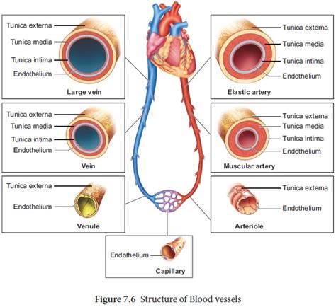 Structure Of Blood Vessels