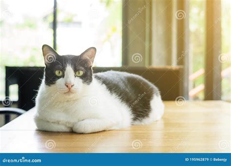 Cute Black And White Cat Sitting On A Table Stock Image Image Of