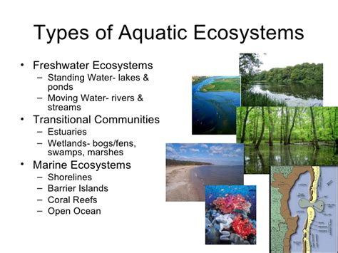 We Are Scientists 54 Aquatic Ecosystems