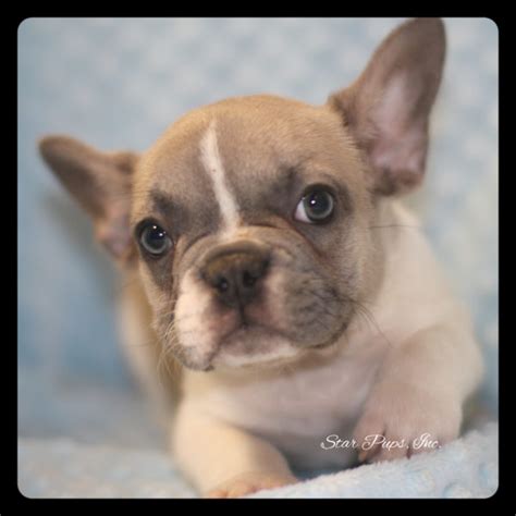 French Bulldog M Blue Fawn Pied Sold Star Pups