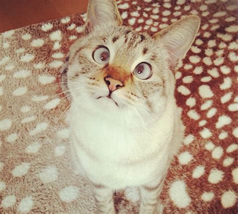 Cocomo The Cross Eyed Cat Oh My God High On Adorable Meter Crazy