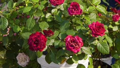 When Is The Best Time To Plant A Rose Bush In The Garden