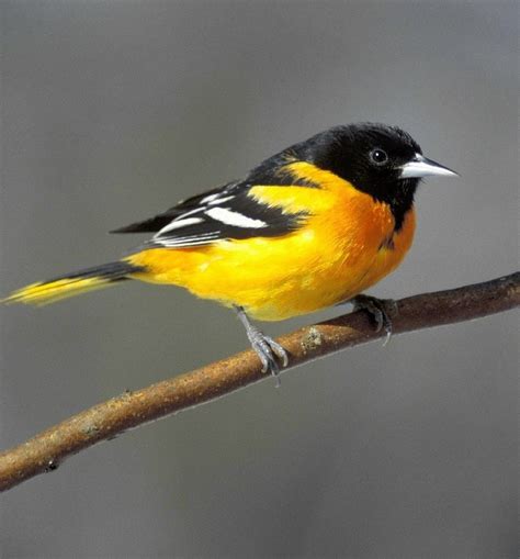 Bird Sounds And Songs Of The Baltimore Oriole The Old