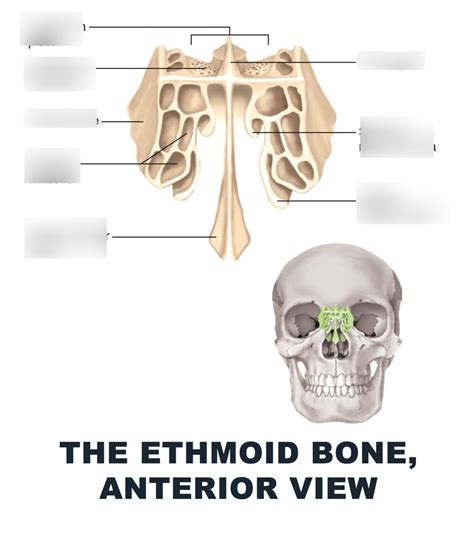 Ethmoid Bone Diagram Quizlet