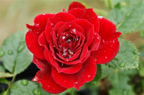 25 Lovely And Beautiful Red Rose Pictures For Valentines