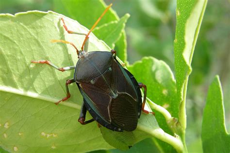 Vector set of deciduous trees. pest control - Managing Bronze Orange Bugs on citrus trees ...