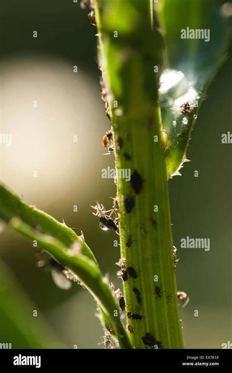 Aphid Phloem Hi Res Stock Photography And Images Alamy