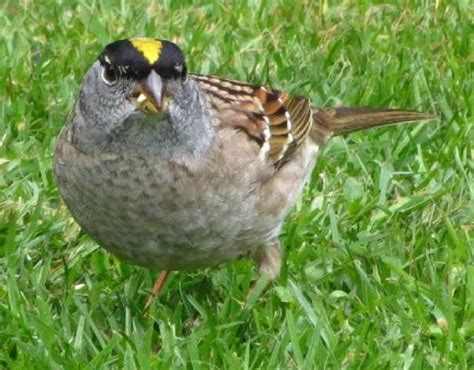 Golden Crowned Sparrow Vancouver Island Bc Gohikingca
