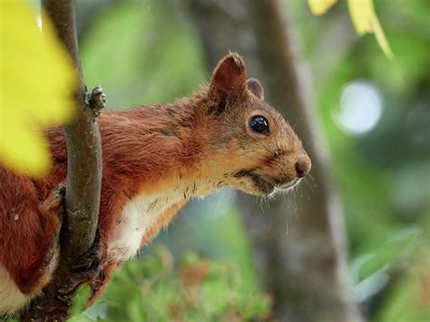 Eurasian Red Squirrel Photograph By Jouko Lehto Fine Art America