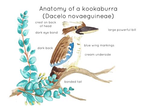 Kookaburra Anatomy Interactive Printable Poster By Teach Simple